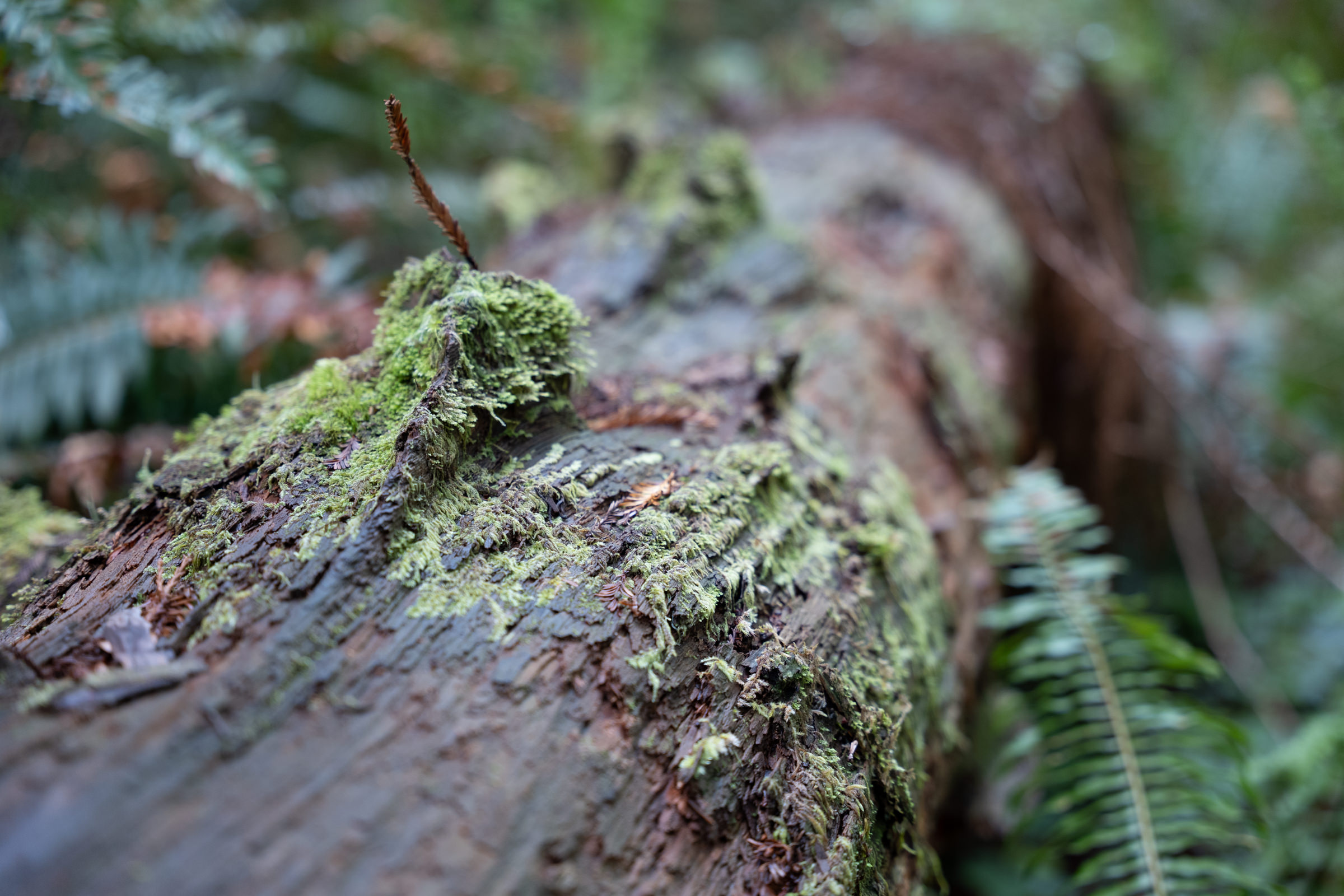 Way Up North in Del Norte County