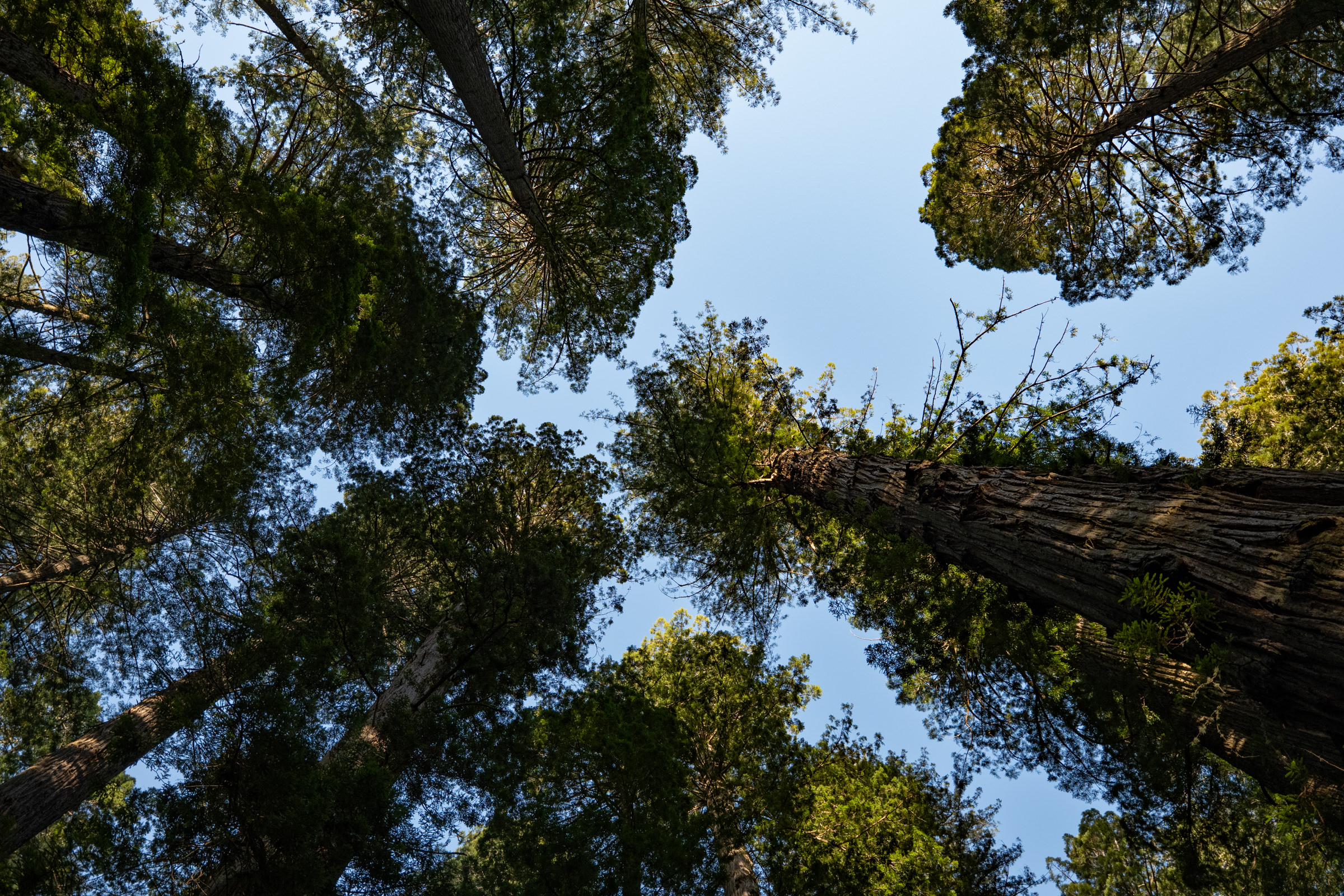 Way Up North in Del Norte County