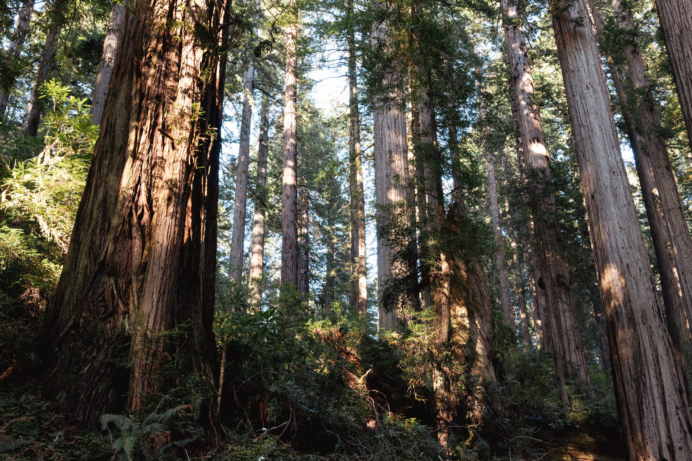 Way Up North in Del Norte County