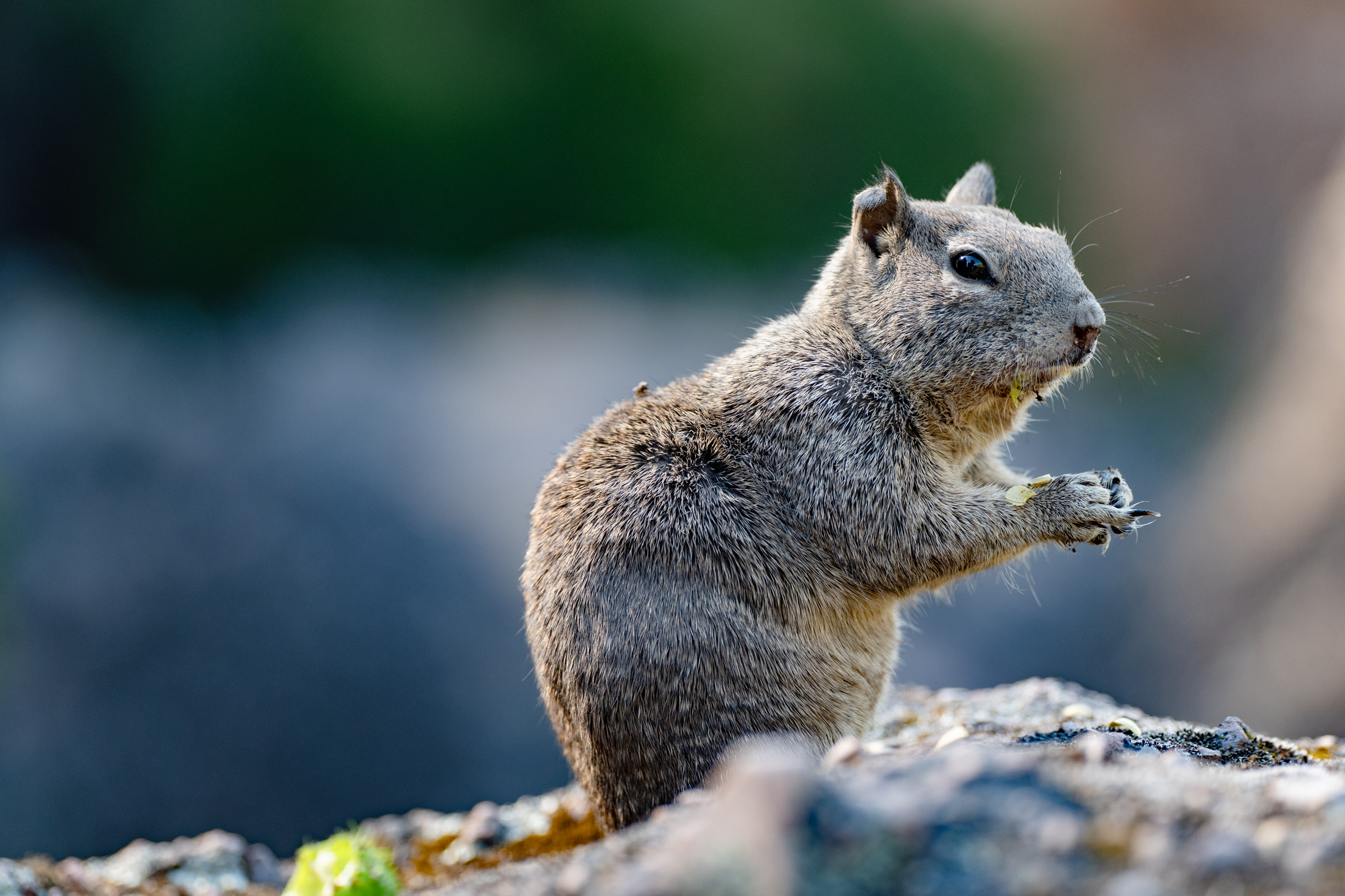 A Day Trip to Pinnacles National Park