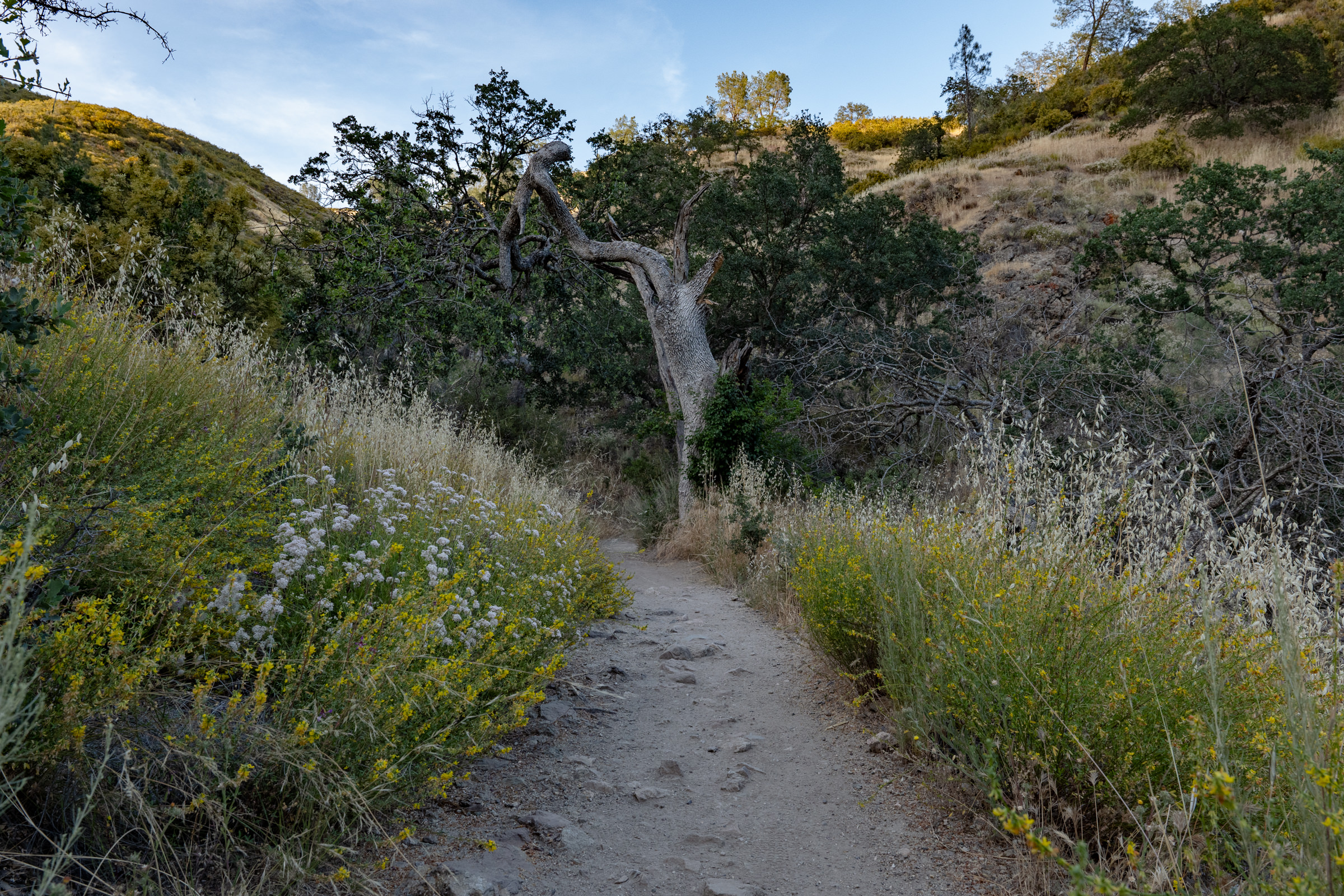 A Day Trip to Pinnacles National Park