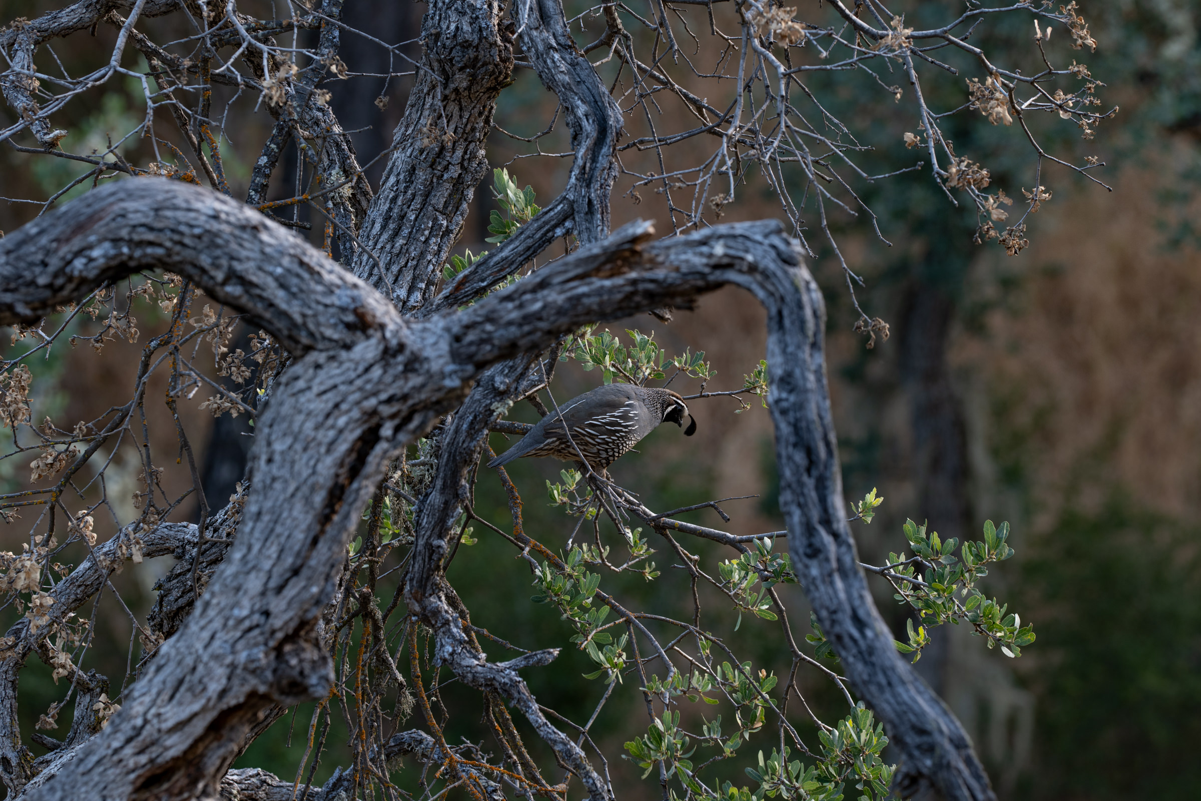 A Day Trip to Pinnacles National Park