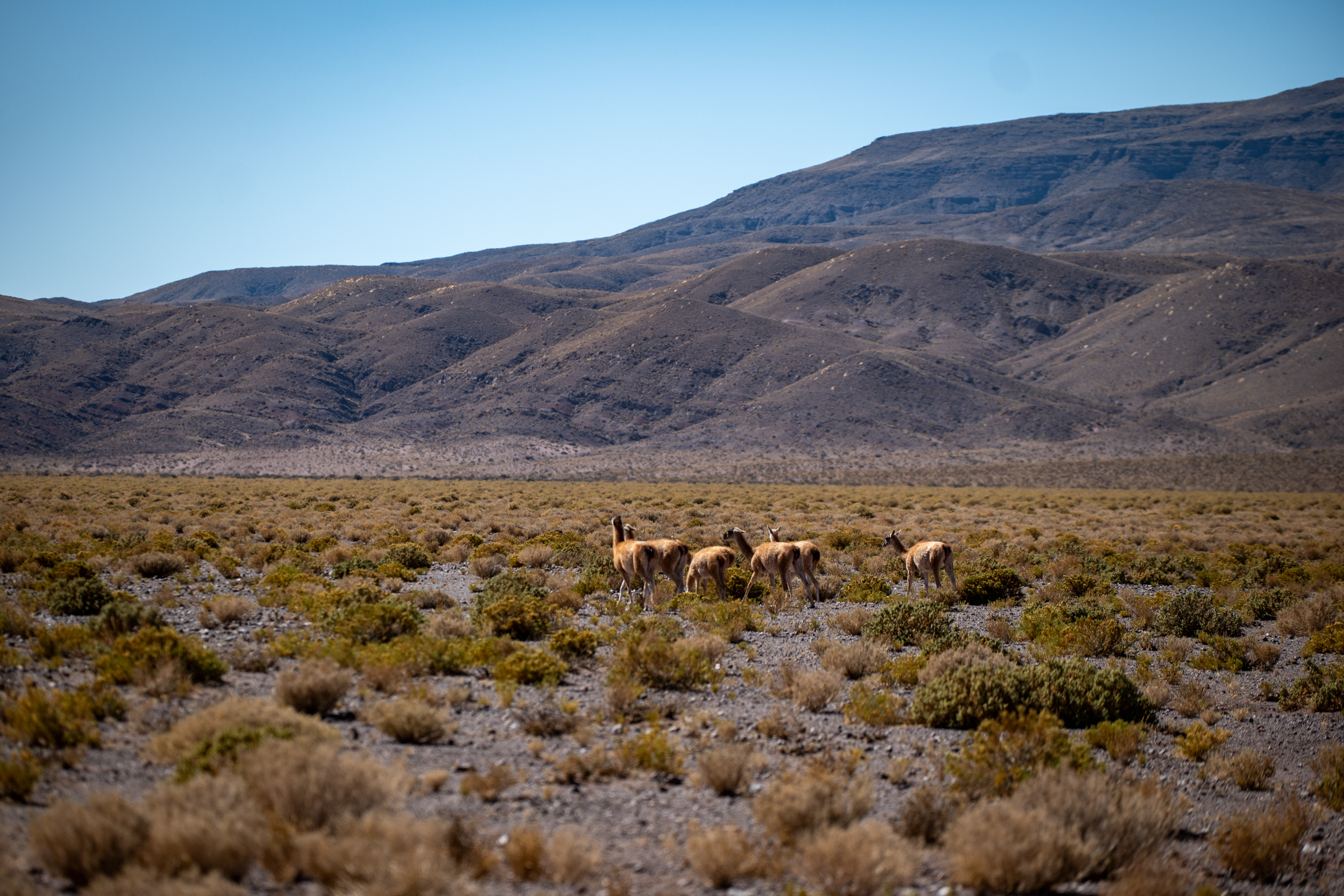 Our First Time in South America Part I: The Atacama Desert, Chile 🇨🇱 ⛰️