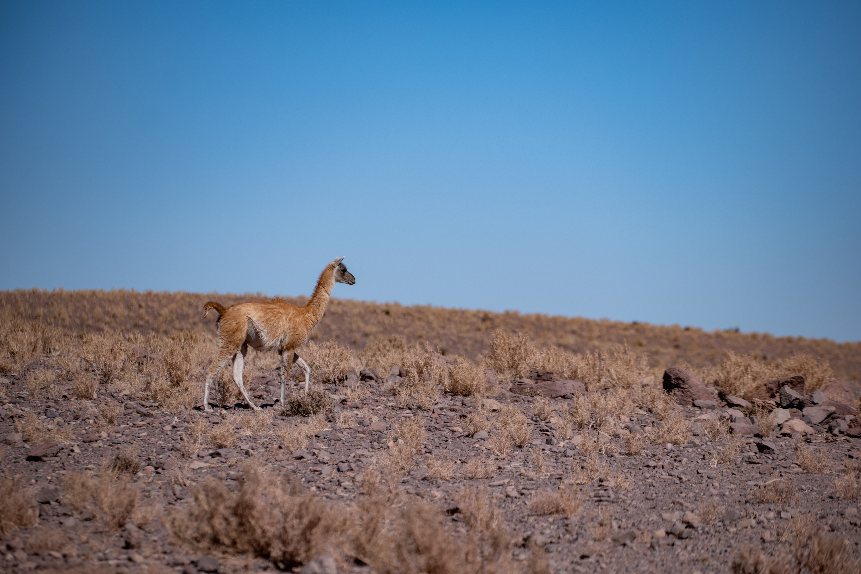 Our First Time in South America Part I: The Atacama Desert, Chile 🇨🇱 ⛰️