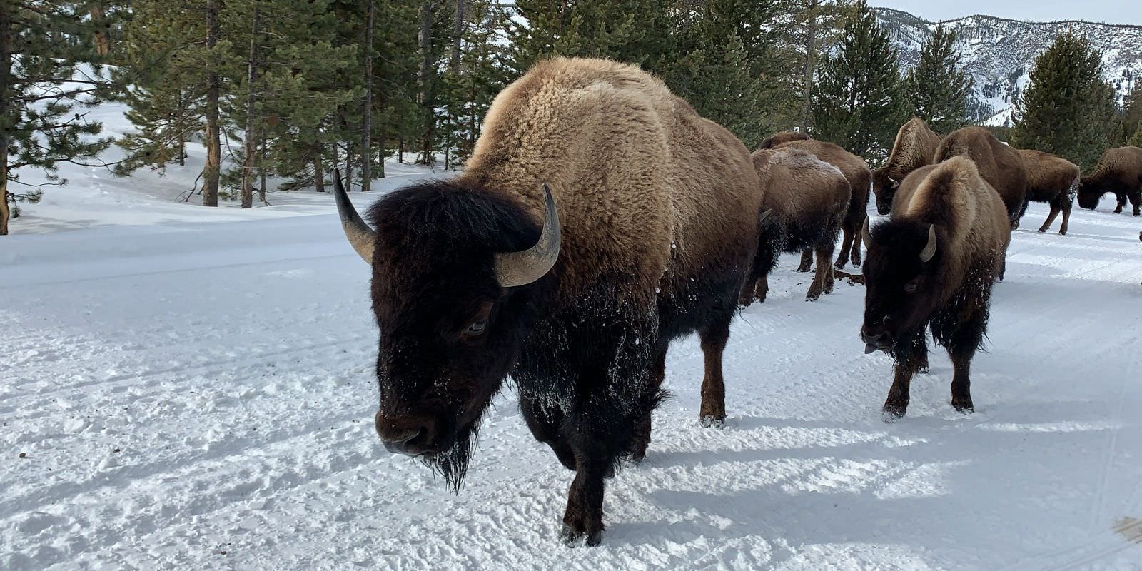 Snowmobiling in Yellowstone National Park